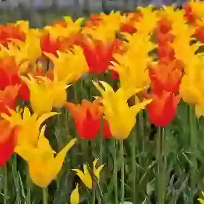 Two Tone Mixture